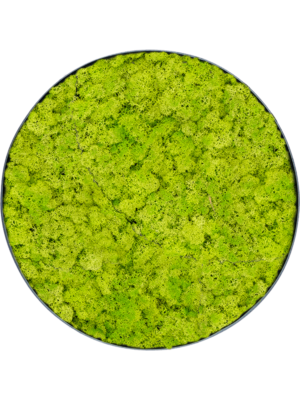 Nova Frame Anthracite-concrete Reindeer moss (Spring green)