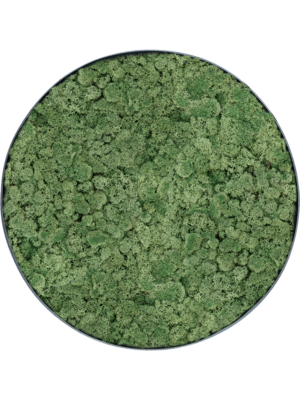 Nova Frame Anthracite-concrete 100% Reindeer Moss (Moss green)