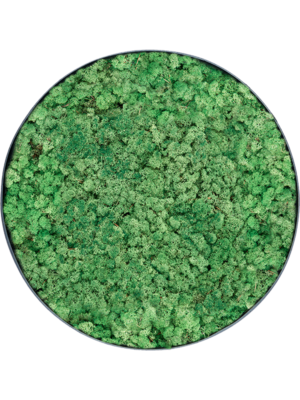 Nova Frame Anthracite-concrete 100% Reindeer (Grass Green)
