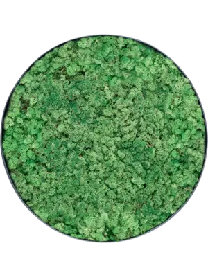 Nova Frame Anthracite-concrete 100% Reindeer (Grass Green)