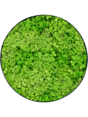 Nova Frame Anthracite-concrete 100% Reindeer (Light Grass Green)