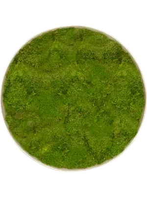 Nova Frame Antique White-concrete 100% Flat moss