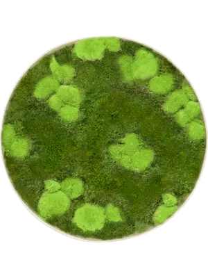 Nova Frame Antique White-concrete 30% Ball- and 70% flat moss