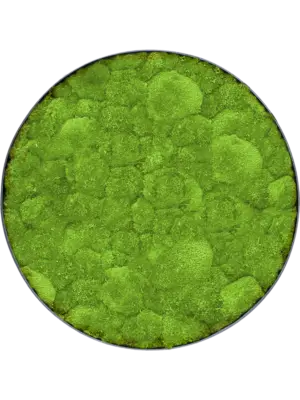 Nova Frame Anthracite-concrete 100% Ball moss