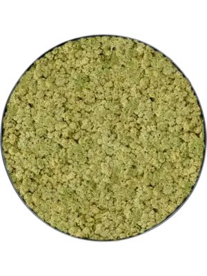 Nova Frame Anthracite-concrete 100% Reindeer (OldGreen)