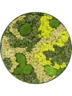 Nova Frame Anthracite-concrete 30% Ball moss 70% Reindeer moss (Mix)