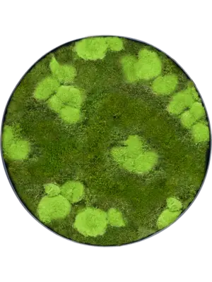 Nova Frame Anthracite-concrete 30% Ball- and 70% flat moss