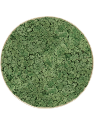 Nova Frame Antique White-concrete 100% Reindeer Moss (Moss green)