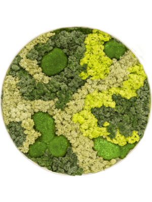 Nova Frame Antique White-concrete 30% Ball moss 70% Reindeer moss (Mix)