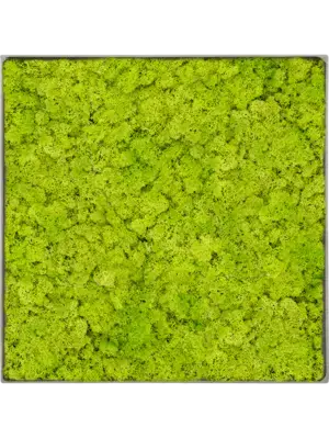 Nova Frame Natural-concrete Reindeer moss (Spring green)