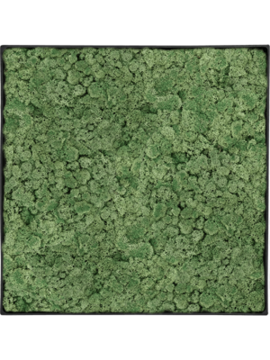 Nova Frame Anthracite-concrete 100% Reindeer Moss (Moss green)