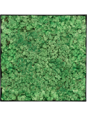 Nova Frame Anthracite-concrete 100% Reindeer (Grass Green)