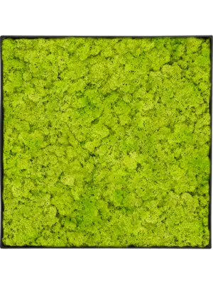 Nova Frame Anthracite-concrete Reindeer moss (Spring green)