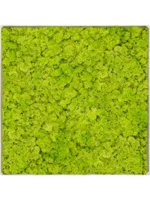 Nova Frame Antique White-concrete Reindeer moss (Spring green)