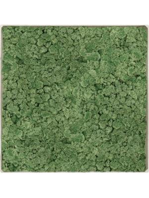 Nova Frame Antique White-concrete 100% Reindeer Moss (Moss green)