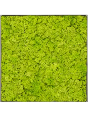 Nova Frame Natural-concrete Reindeer moss (Spring green)