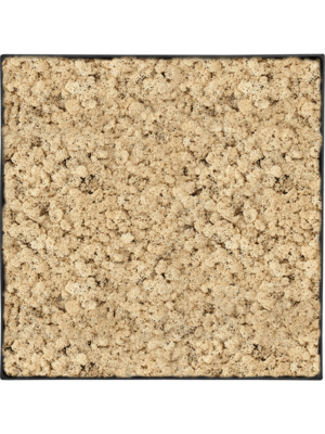 Nova Frame Anthracite-concrete 100% Reindeer (Natural)