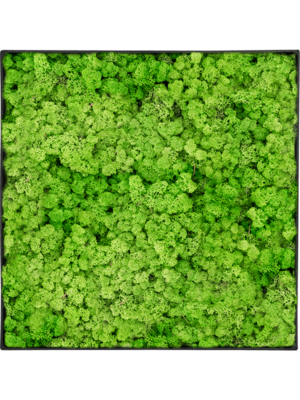 Nova Frame Anthracite-concrete 100% Reindeer (Light Grass Green)