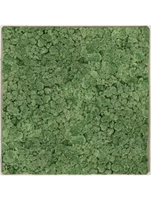 Nova Frame Antique White-concrete 100% Reindeer Moss (Moss green)