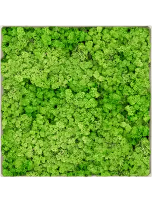 Nova Frame Antique White-concrete 100% Reindeer (Light Grass Green)