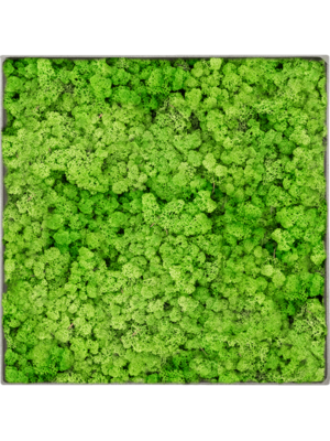 Nova Frame Natural-concrete 100% Reindeer (Light Grass Green)