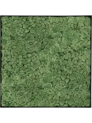 Nova Frame Anthracite-concrete 100% Reindeer Moss (Moss green)