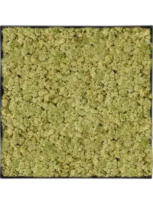 Nova Frame Anthracite-concrete 100% Reindeer (OldGreen)