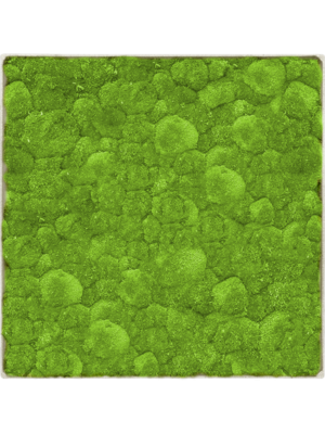 Nova Frame Antique White-concrete 100% Ball moss