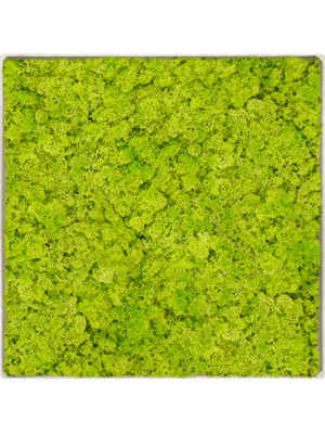 Nova Frame Antique White-concrete Reindeer moss (Spring green)