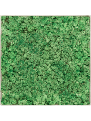 Nova Frame Antique White-concrete 100% Reindeer (Grass Green)