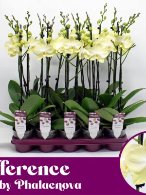 2-Branches Lime green