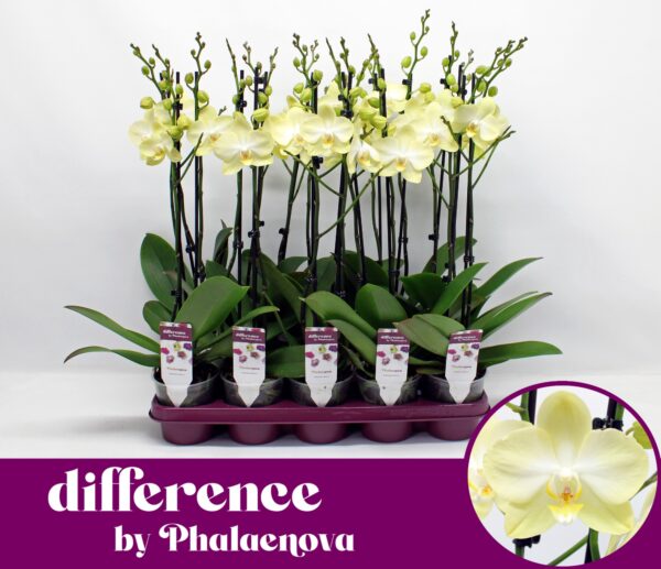 2-Branches Lime green