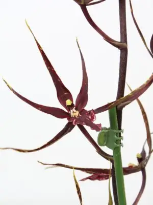1-Branch Red/Yellow