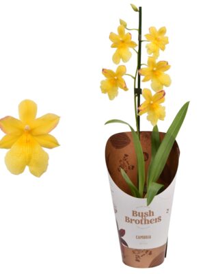 1-Branch Yellow