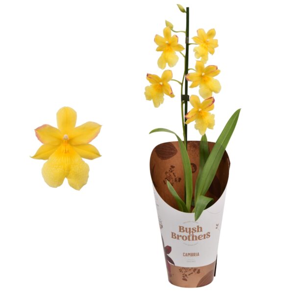 1-Branch Yellow