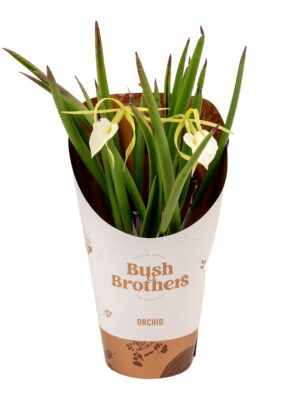 1- Branche White