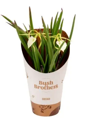 1- Branche White