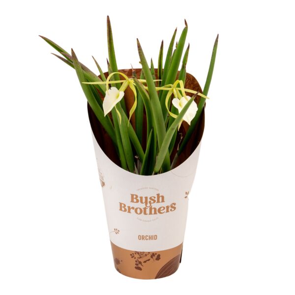 1- Branche White