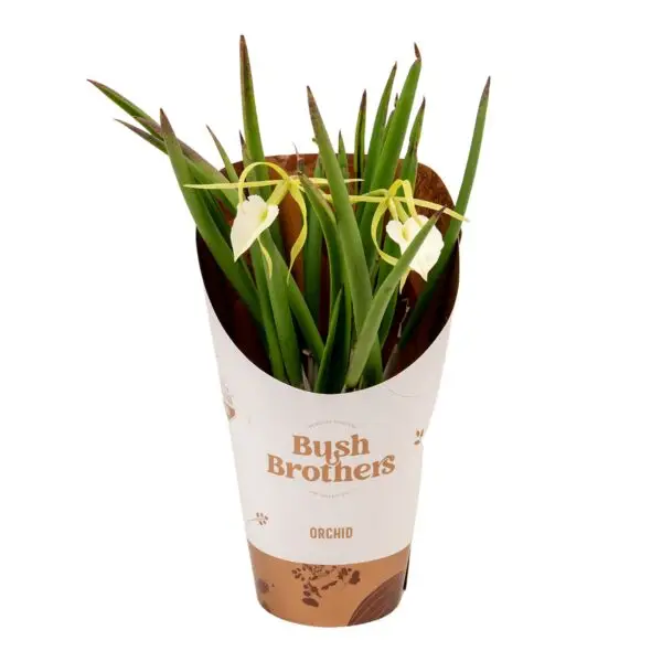 1- Branche White