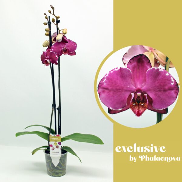2-Branches Purple