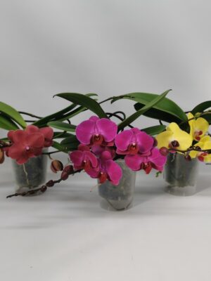 2-Branches