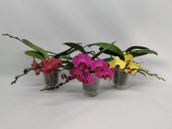 2-Branches