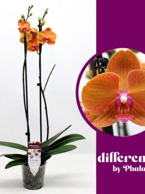 2-Branches Orange