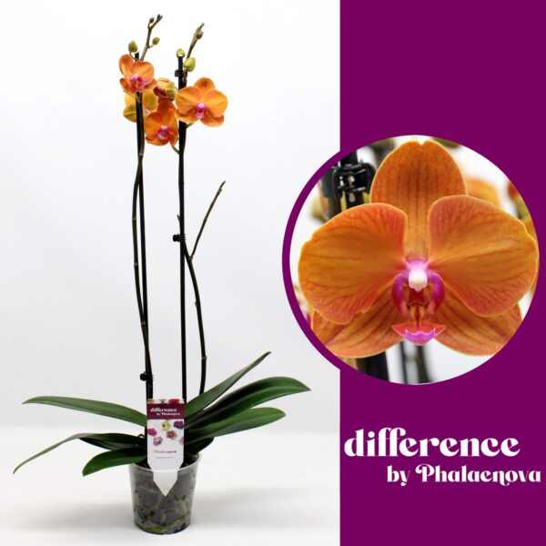 2-Branches Orange