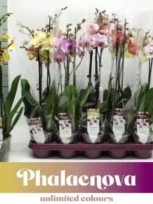 2-Branches 10 Colors