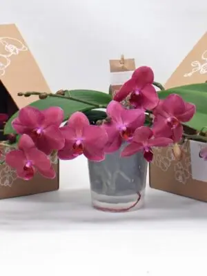 2-Branches Red/Purple