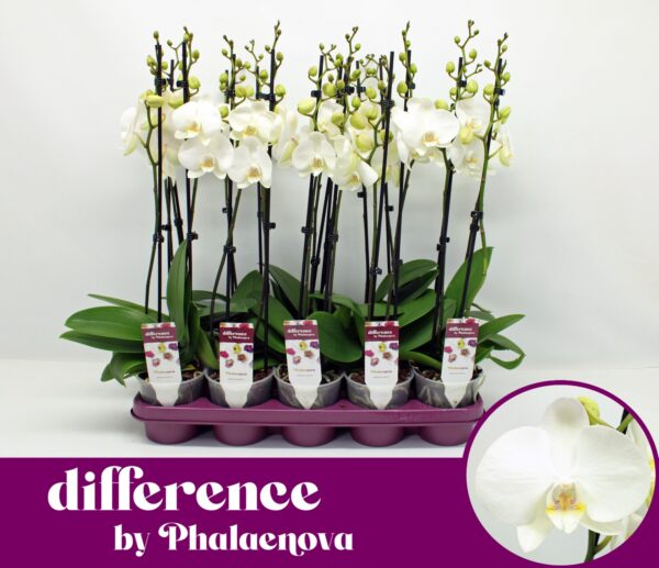 2-Branches White