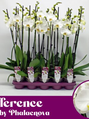 2-Branches White