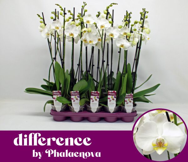 2-Branches White