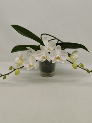 2-Branches White
